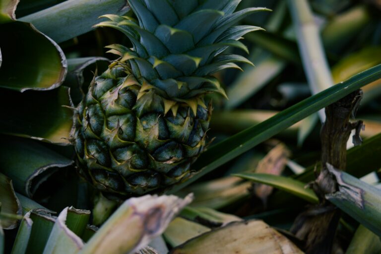 pineapple plant
